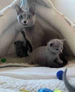 Russian blue kitten baby for sale at a cheap price